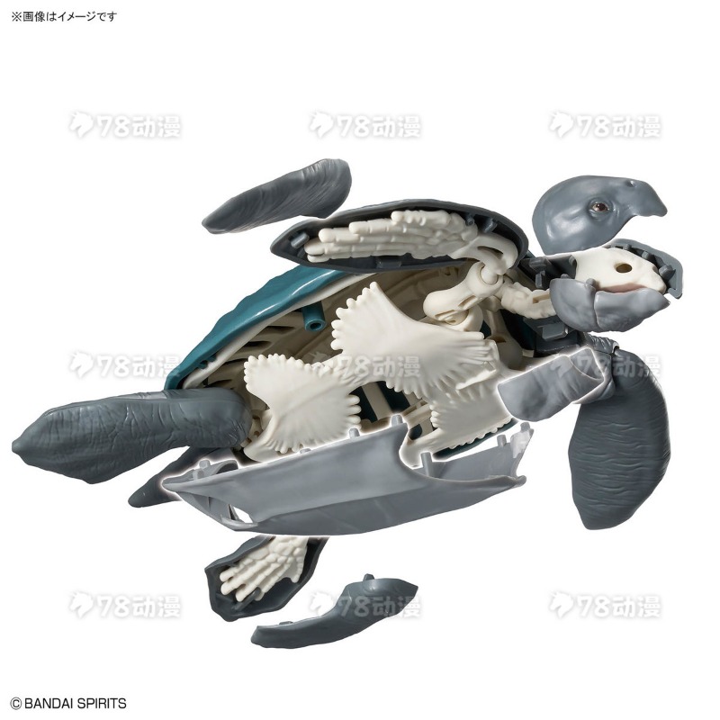 ชุดโมเดลของแท้จาก Bandai แพลโน - Model Kit Dinosaur บทวิจารณ์และราคา
